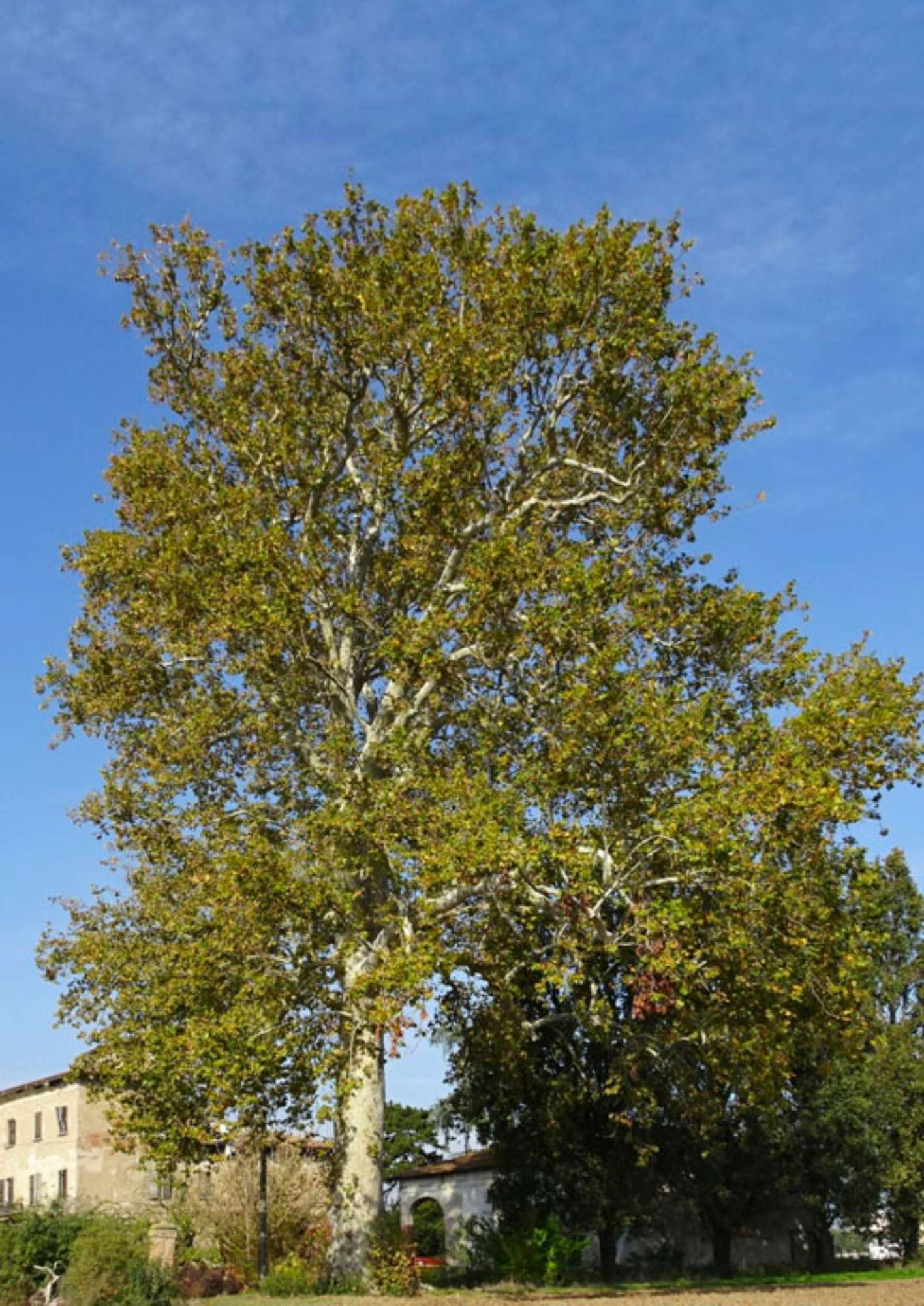 DSC02530 -taglio 
